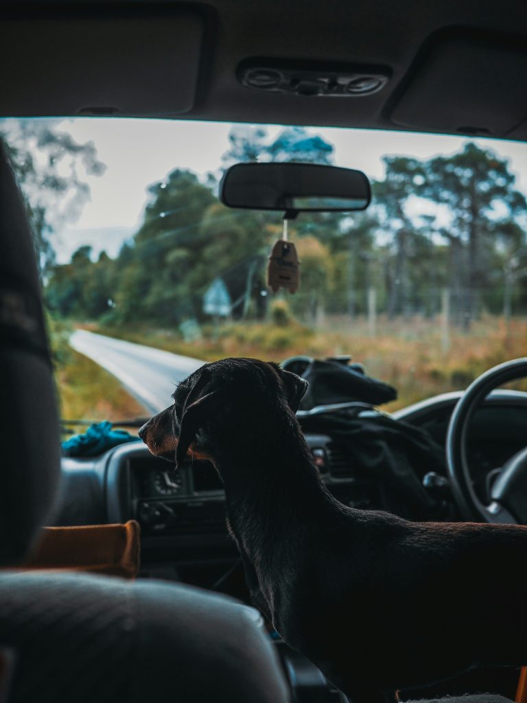 Photo de <a href="https://unsplash.com/fr/@daviesalice?utm_content=creditCopyText&utm_medium=referral&utm_source=unsplash">Alice Davies</a> sur <a href="https://unsplash.com/fr/photos/chien-moyen-a-poil-court-noir-sur-siege-dauto-XcYDkOnsjuU?utm_content=creditCopyText&utm_medium=referral&utm_source=unsplash">Unsplash</a> 